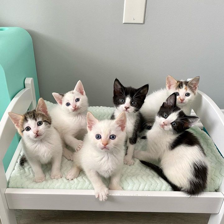 happy group kittens
